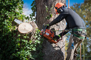 Tree company in Monmouth County worker in harness working with chainsaw to remove large limb.